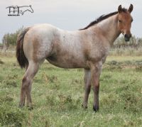 Montoya Sierra's 2016 Filly